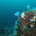 Colourful sponges, algae, marine worms and other sea creatures living on a rock in the Southern Ocean.