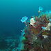 Colourful sponges, algae, marine worms and other sea creatures living on a rock in the Southern Ocean.