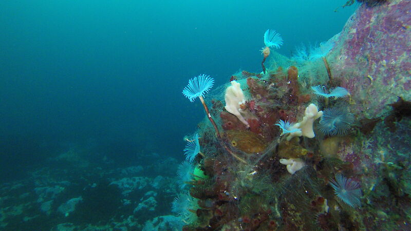 Colourful sponges, algae, marine worms and other sea creatures living on a rock in the Southern Ocean.