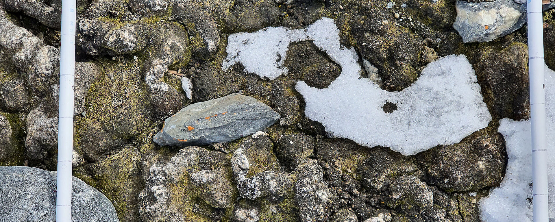 An example of dried out moss.