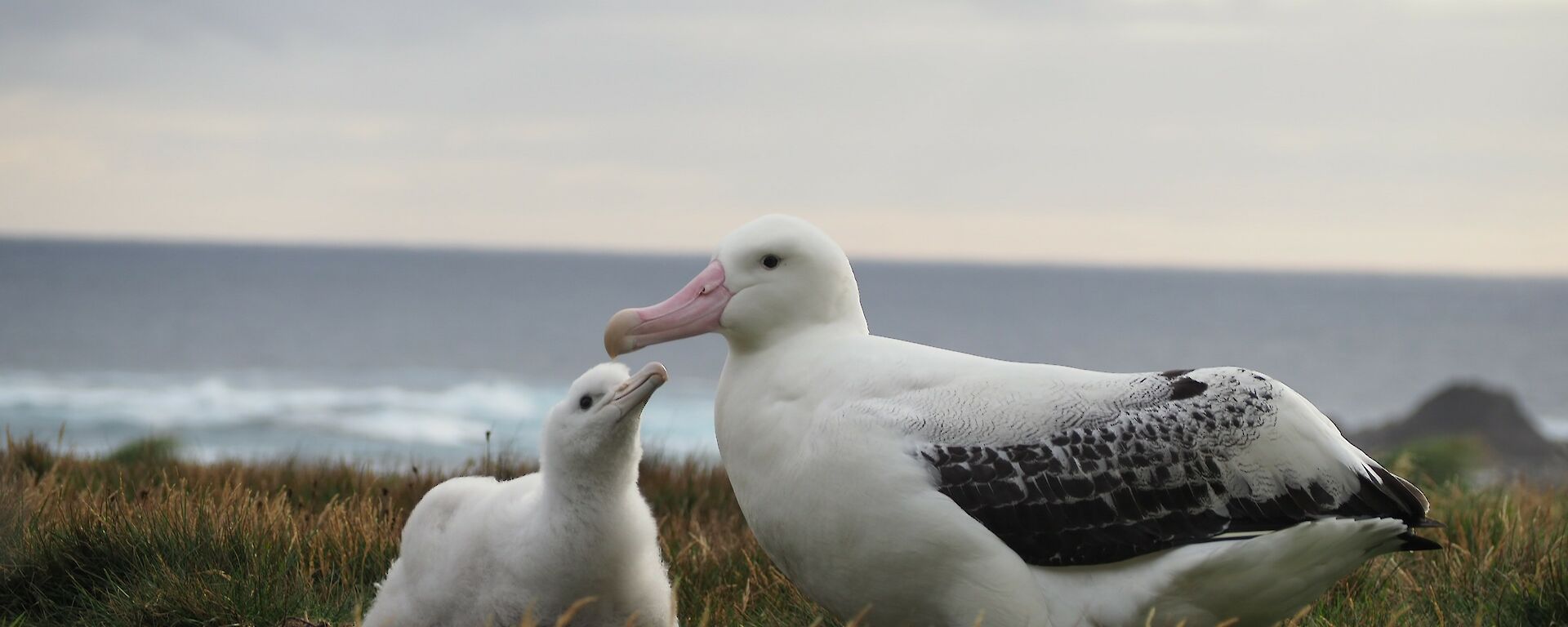 A young wandering albatross looks up at the father lovingly with the ocean in the background