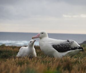 A young wandering albatross looks up at the father lovingly with the ocean in the background