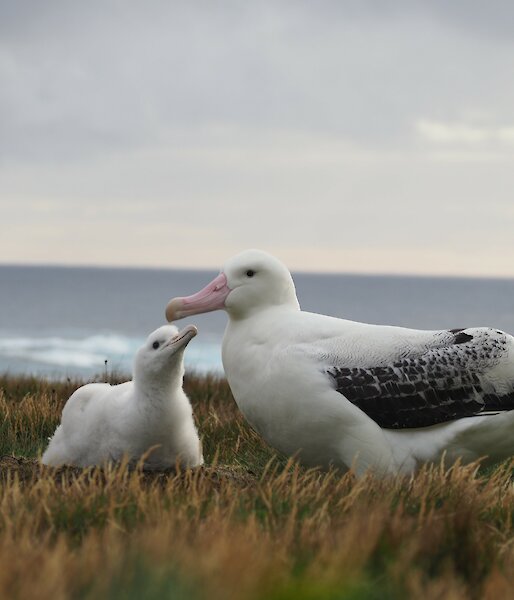 A young wandering albatross looks up at the father lovingly with the ocean in the background
