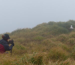 Sara is adjusting a trail cam camera in the foreground as an Albatross chick looks on.