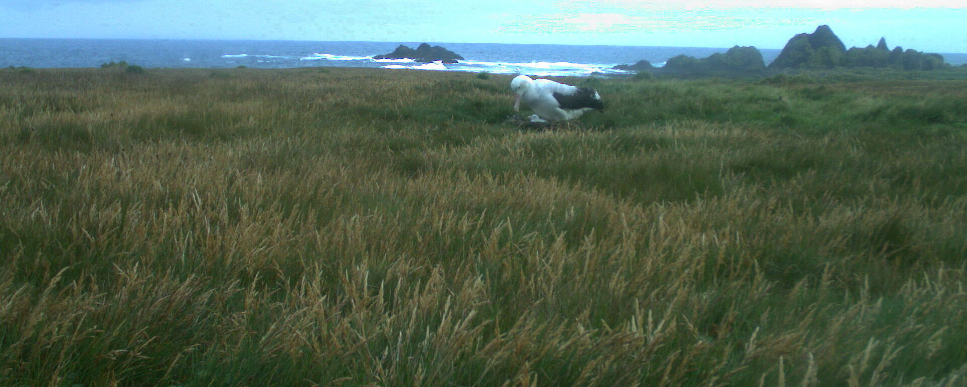 A trail cam catches the moment a parent visiting the young albatross chick