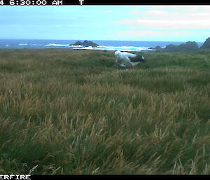 A trail cam catches the moment a parent visiting the young albatross chick