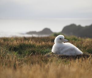 A fluffy, pure white albatross chick sits alone in its nest