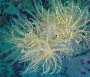 A small group of cream-coloured feather stars on the sea floor.