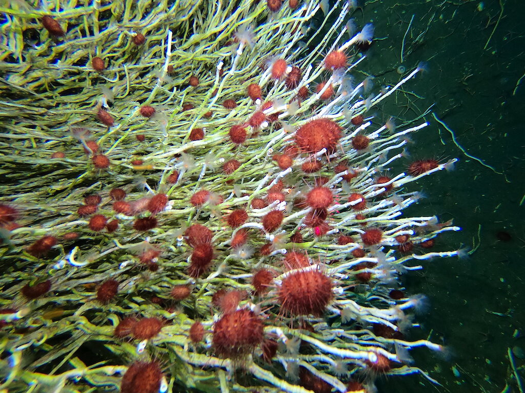 The Iceopod exploring Antarctica’s underice marine life