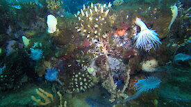 A dense cover of epifauna on a boulder in Shirokaya Bay, including various species of sponges, ascidians, feather worms and bryozoans.