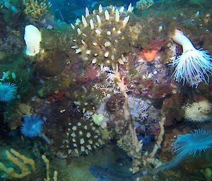 A dense cover of epifauna on a boulder in Shirokaya Bay, including various species of sponges, ascidians, feather worms and bryozoans.