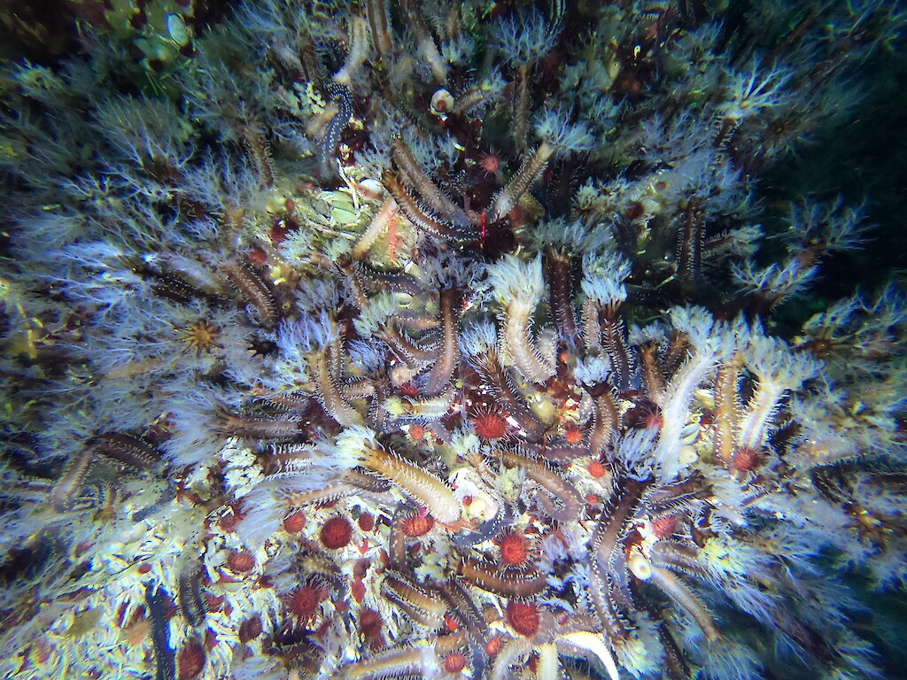 The Ice-o-pod – exploring Antarctica’s under-ice marine life