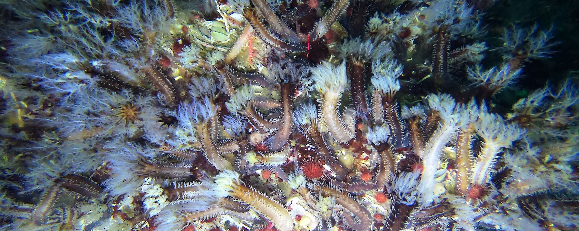 A large group of sea cucumbers on the sea floor.