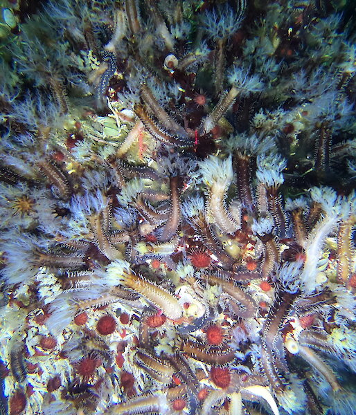 A large group of sea cucumbers on the sea floor.