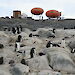 A colony of Adelie penguins and chicks with two Googie huts in the distance.