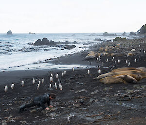 An expeditioner doing push ups on the beach near penguins and elephant seals