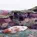 An elephant seal lies in vegetation beside rusty trypots on Heard Island.