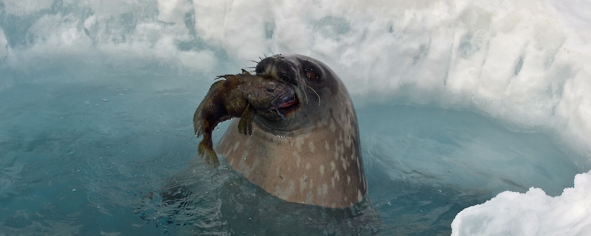 A Weddell seal in an ice hole with an icefish in its mouth.