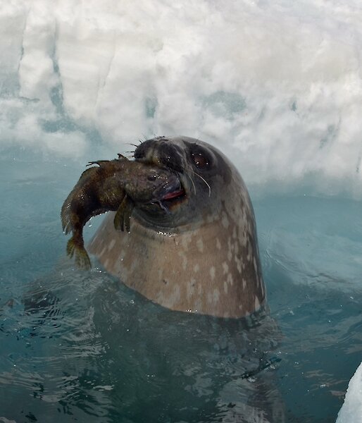 A Weddell seal in an ice hole with an icefish in its mouth.