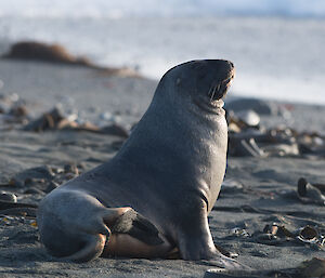 A side view of a Hooker's Sea Lion as it sits on the beach, looking out to the water