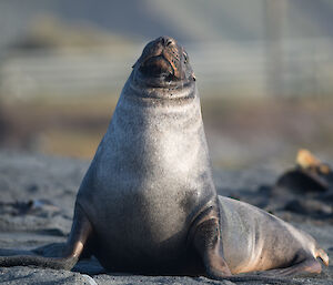 A Hooker's Sea Lion standing on its flippers, looking directly into the camera.