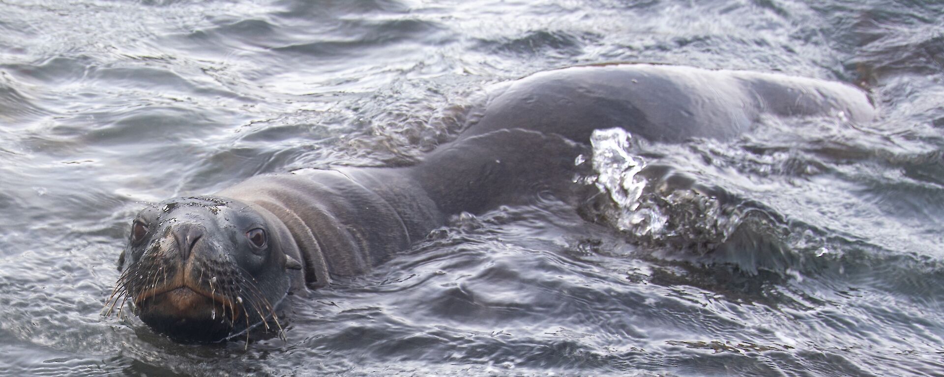 A close up of a Hooker's Sea Lion swimming and looking directly into the camera