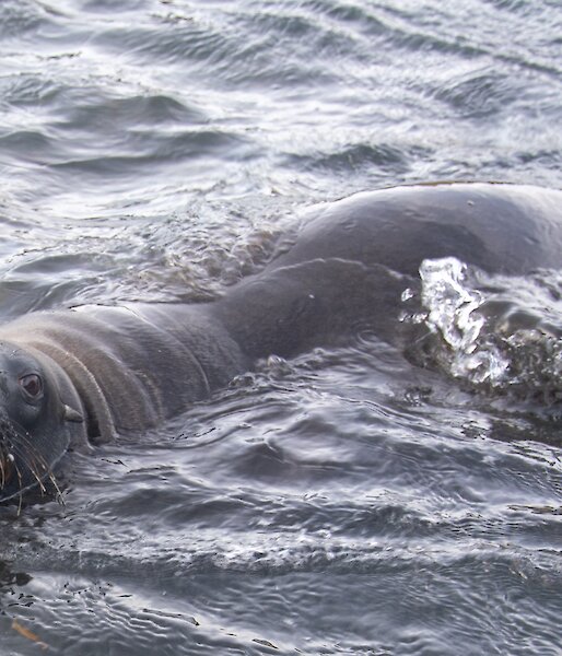 A close up of a Hooker's Sea Lion swimming and looking directly into the camera