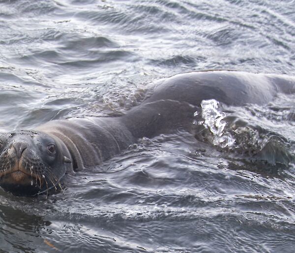 A close up of a Hooker's Sea Lion swimming and looking directly into the camera