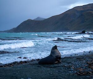 A Hooker's Sea Lion standing on its flippers on the beach. The Beach and Nuggets Point are in the background.