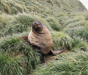 A large Hooker's Sea Lion standing on its flippers in the tussocks, looking towards the photographer.