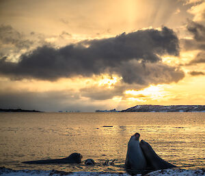 Juvenile elephant seals play fight in the shallows, a golden sun sets behind dark moody clouds