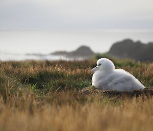 fluffy albatross chick sitting on a nest amongst grass