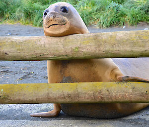 Southern elephant seal