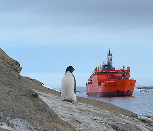 An adelie penguin on the rocks with the icebreaker ship in the harbour behind
