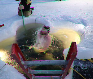 An expeditioner swiming in ice water with a mullet.