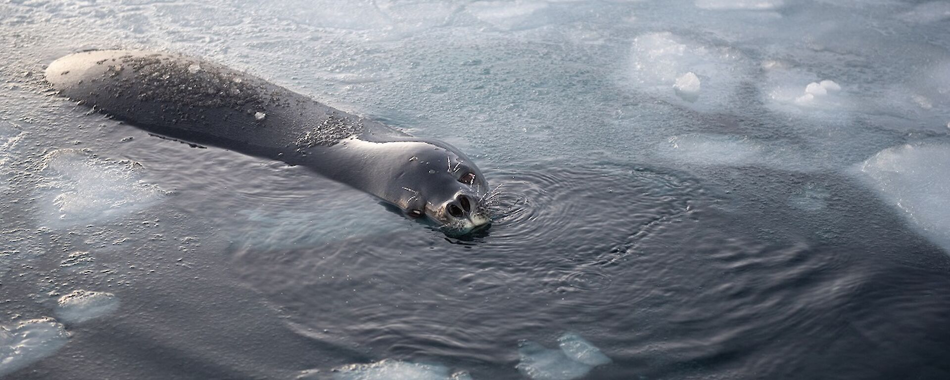 Mawson's new pet - a seal named Douglas Shackleton the third hangs out in the ice pool.