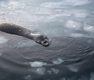 Mawson's new pet - a seal named Douglas Shackleton the third hangs out in the ice pool.