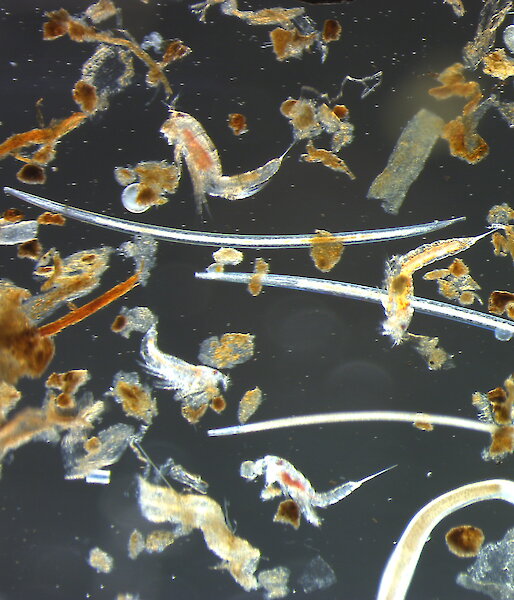 A mixture of nematodes and copepods, isolated from a sediment sample, under the microscope.