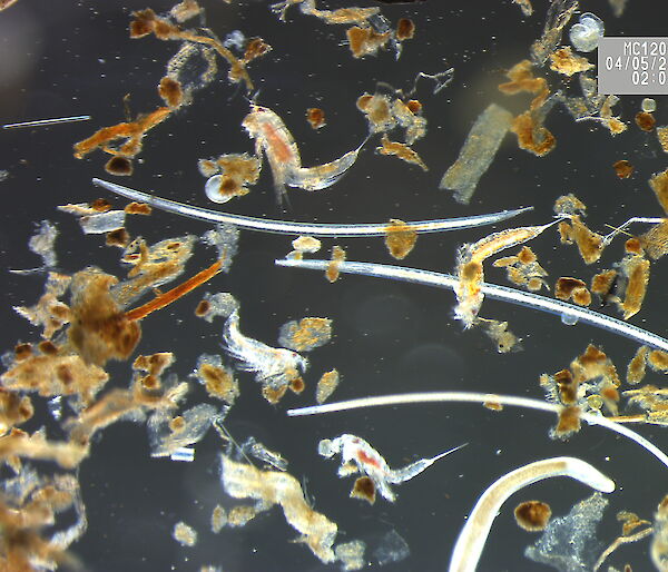 A mixture of nematodes and copepods, isolated from a sediment sample, under the microscope.