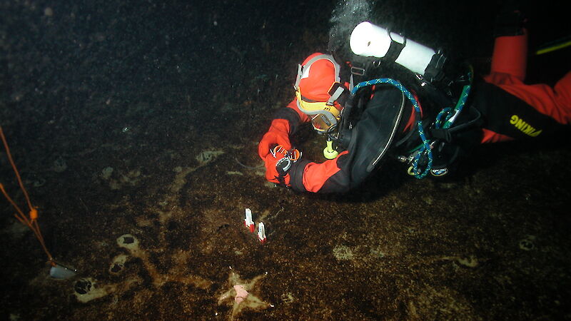 A diver collects sediment samples in Antarctica.