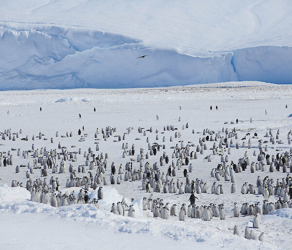 Colony of emperor penguins on the ice