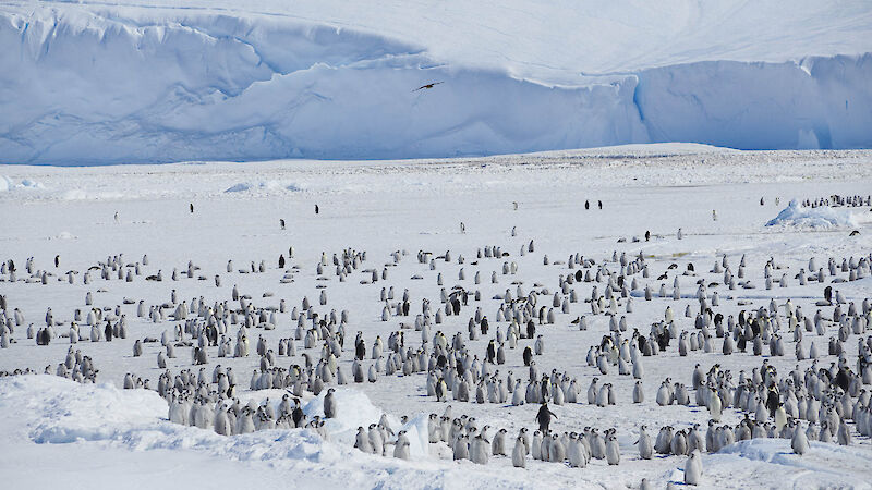 Colony of emperor penguins on the ice