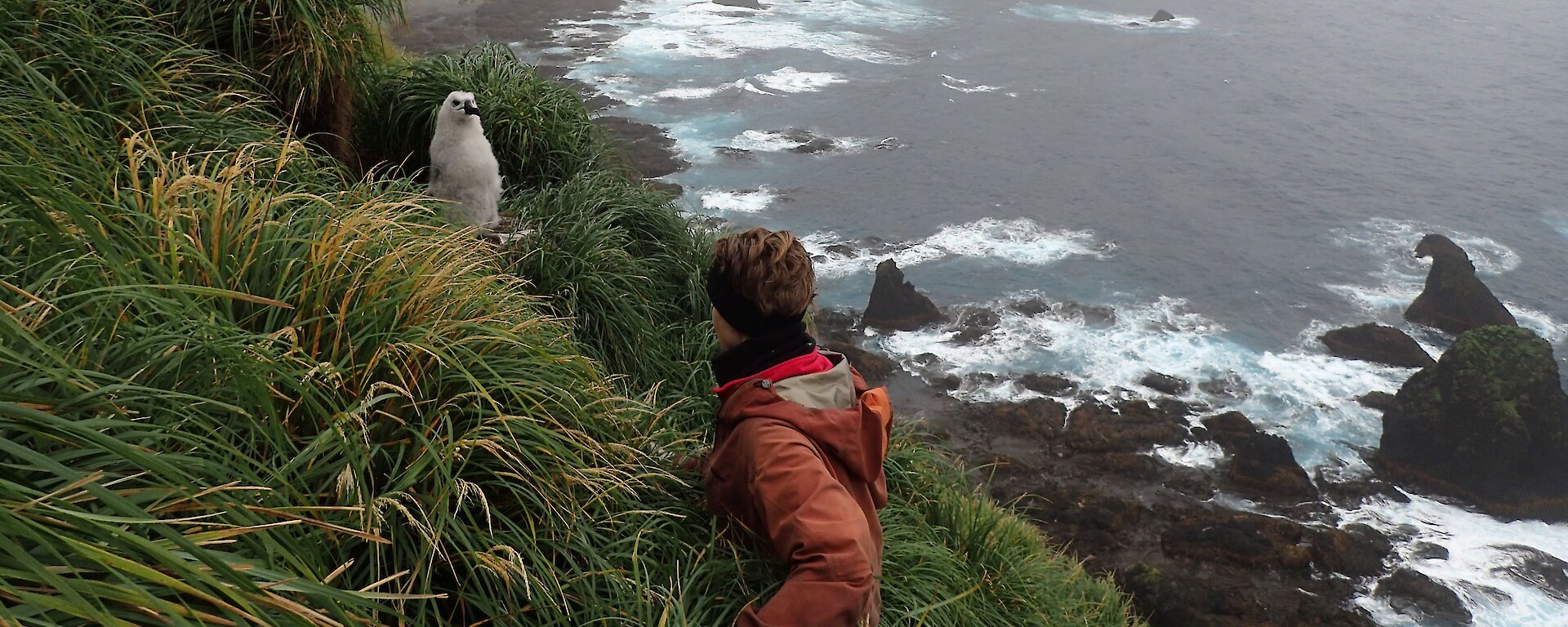 Woman approaches an albatross chick on a cliff on Macquarie Island.