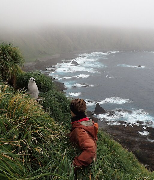 Woman approaches an albatross chick on a cliff on Macquarie Island.