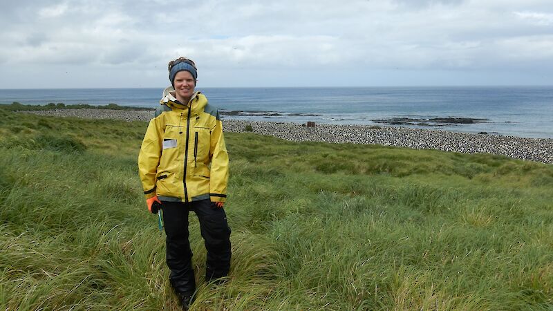 Female scientist stands in the grass near a king penguin colony on Macquarie Island.