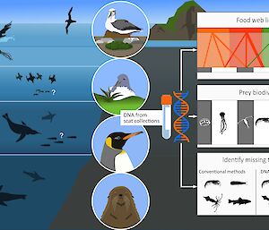 Info-graphic showing interactions between marine birds and mammals in the sub-Antarctic food web.
