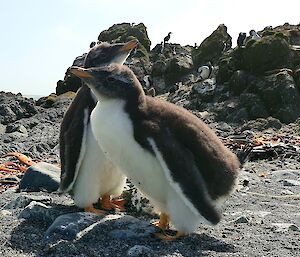 Two penguin chicks, one pooing.