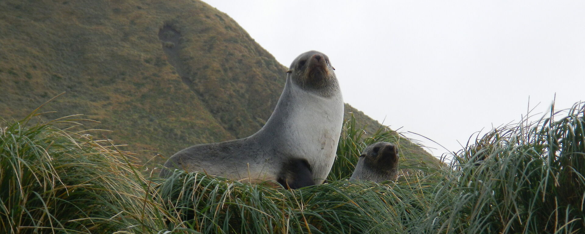 Sea lions on the tussock grass
