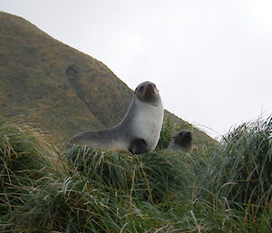 Sea lions on the tussock grass