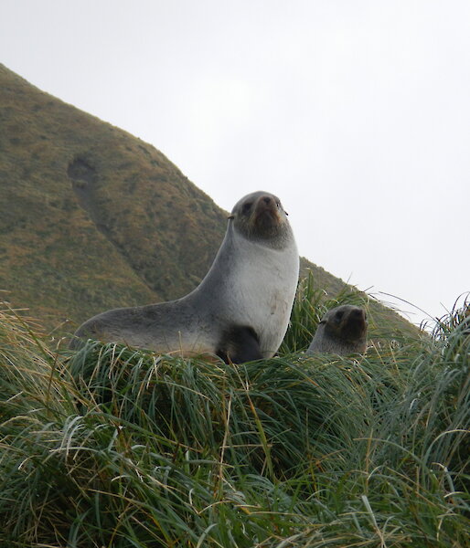 Sea lions on the tussock grass